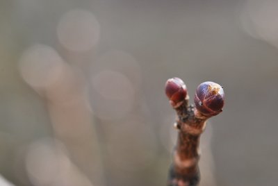 Acer platanoides - javor mléčný (mléč) - zimní pupeny